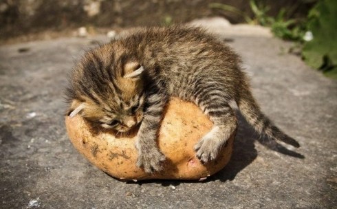 enhanced-buzz-18077-1365181268-6